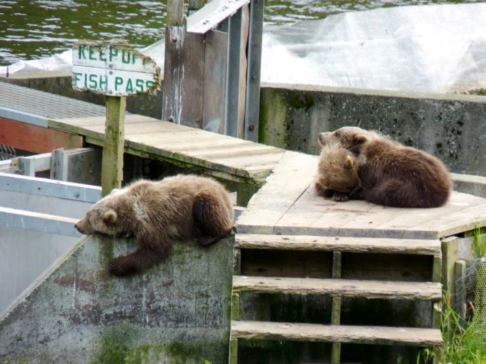 Repos d'oursons Kodiak en Alaska. Photo : Natacha de Nord Espaces