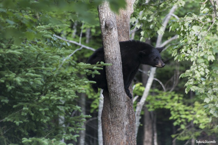 Ours noir, forêt d'Acadieville, Nouveau-Brunswick, Canada - Nord Espaces