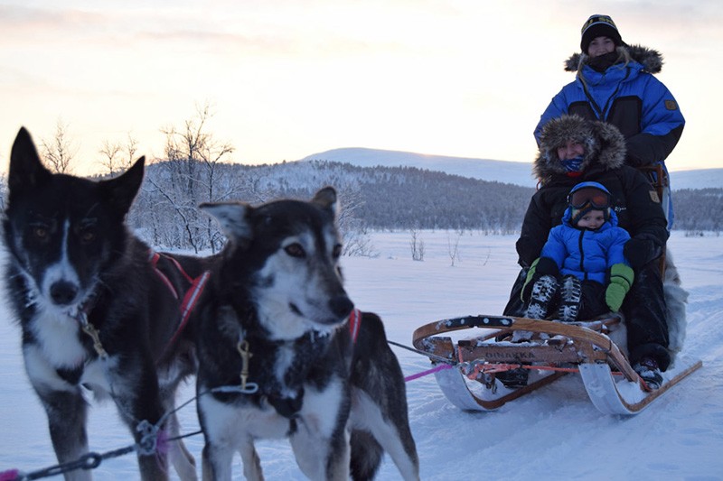 Chiens de traîneau dans la neige avec famille en Laponie suédoise, Kiruna