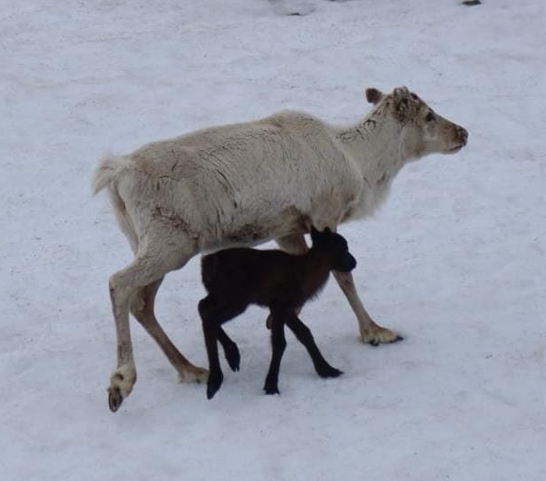 Un renne et son petit. Photo d'Alain et Michèle F., Norvège, juin 2022