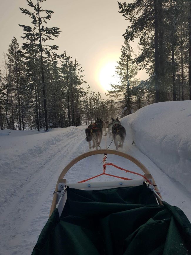 Traîneau à chiens en Laponie finlandaise. Photo de Mickael B., février 2023.