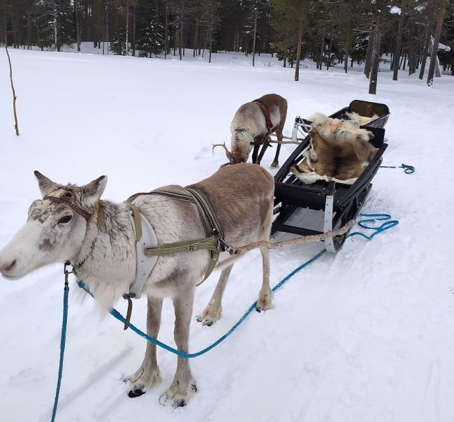 Traîneau à renne en Laponie finlandaise. Photo de Mickael B., février 2023.