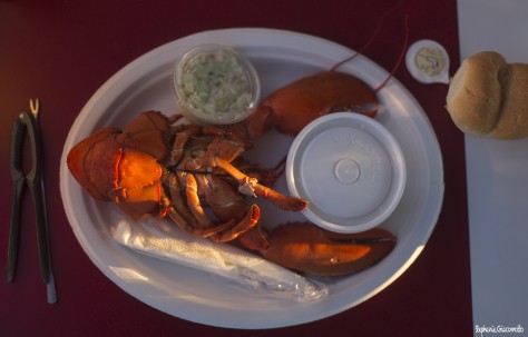 Homard du Nouveau-Brunswick, Canada - Nord Espaces