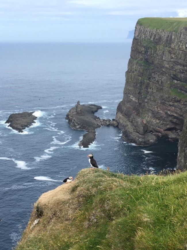 Macareux contemplant l'océan par Sylvie L., voyageuse Nord Espaces, îles Féroé, août 2023