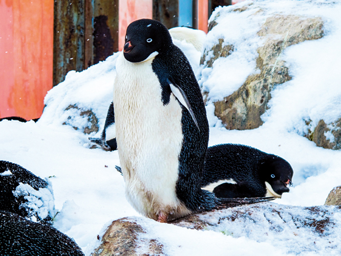 Des manchots Adélie sur l'île des Pétrels en Antarctique. Photo de Daphné Buiron, reproduite dans son livre Habiter l'Antarctique (2023).