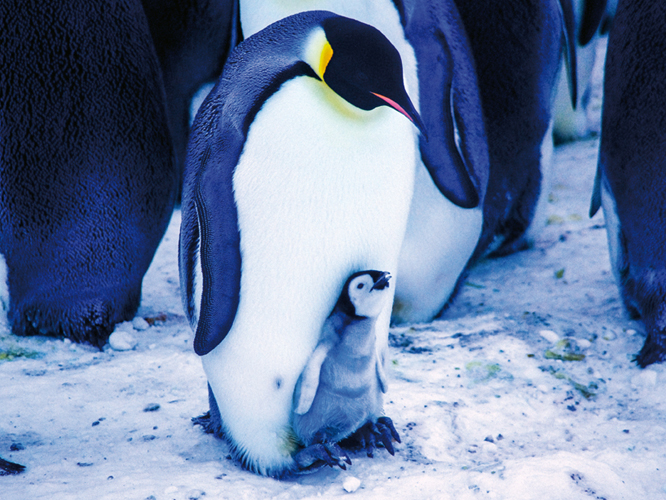 Des manchots Empereur sur l'île des Pétrels en Antarctique. Photo de Daphné Buiron, reproduite dans son livre Habiter l'Antarctique (Transboréal, 2023).