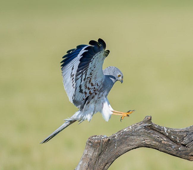 Un busard cendré par Aguilucho Ceniz / Wikimedia Commons