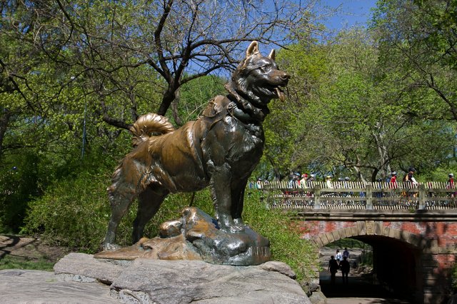 Balto à Central Park, New-York