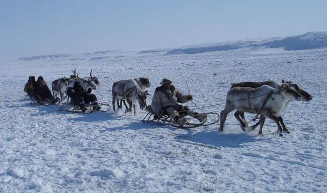 Traîneaux à rennes dans l'immensité glacée de la Tchoukotka. Photo Nord Espaces, Russie, 2008