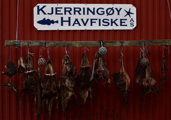 Poissons séchés aux environs de Bodø. Photo Laurent de Nord Espaces, novembre 2021