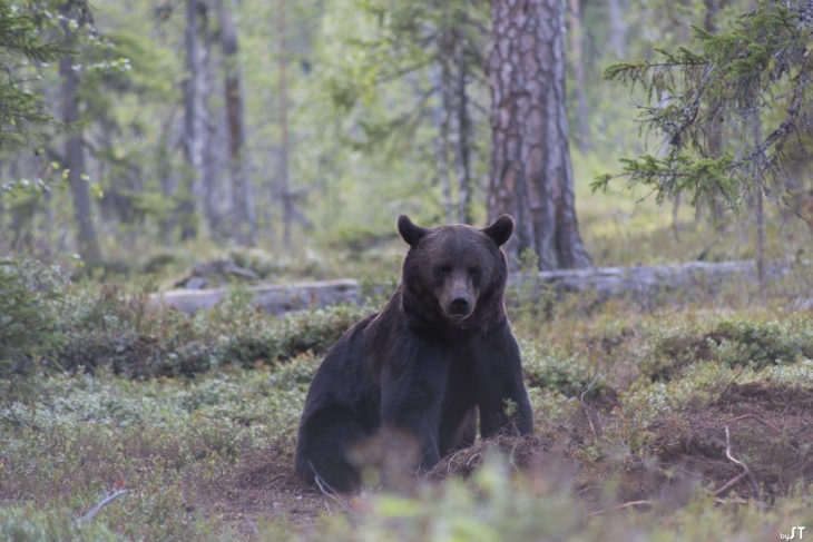 Ours à Kuhmo, Carélie finlandaise