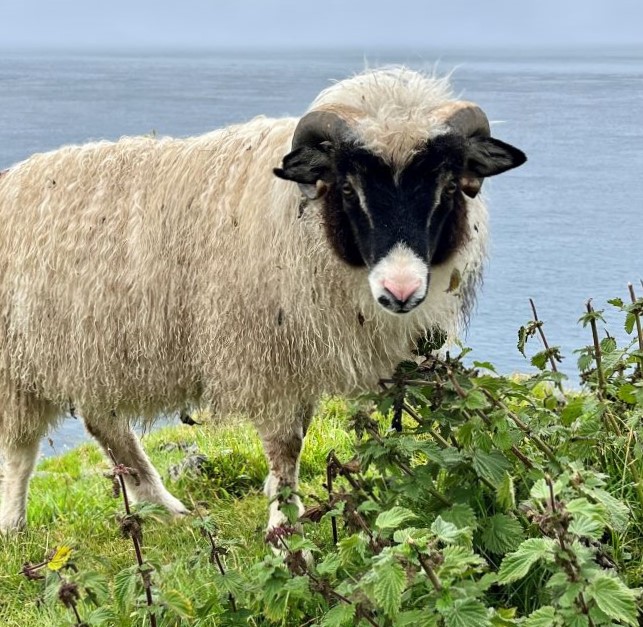 Beau spécimen de mouton des îles Féroé. Photo de Virginie D., août 2023