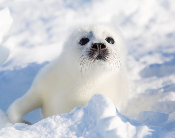 Blog Caresser Les Blanchons Aux Iles De La Madeleine Nord Espaces