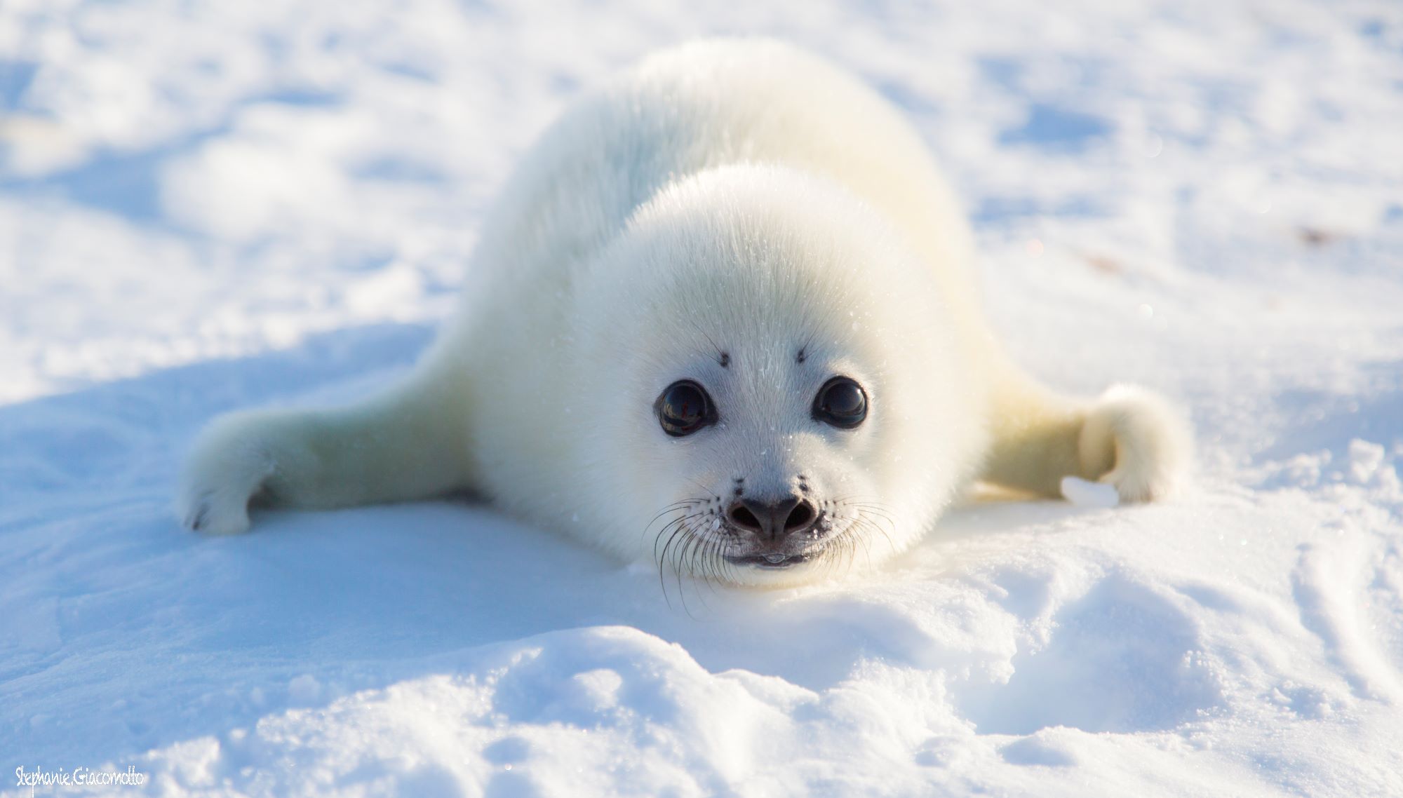 Blog Caresser Les Blanchons Aux Iles De La Madeleine Nord Espaces