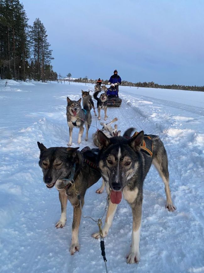 Promenade en traîneau à chiens de notre voyageuse Nadia W., Finlande, janvier 2024