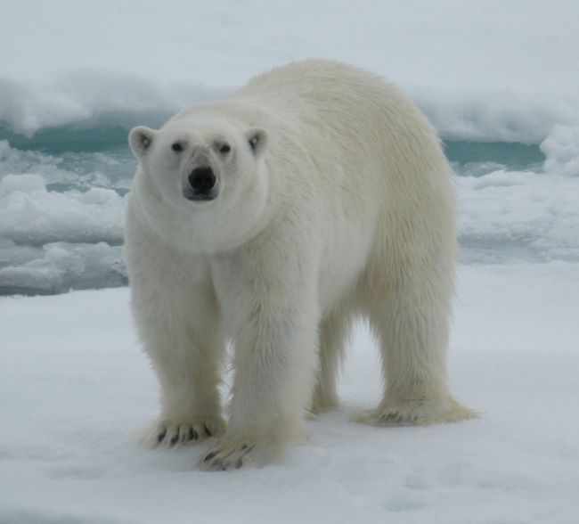 Un ours polaire sur la banquise au Spitzberg. Photo de nos voyageurs Annick et Gérard P., Nord Espaces