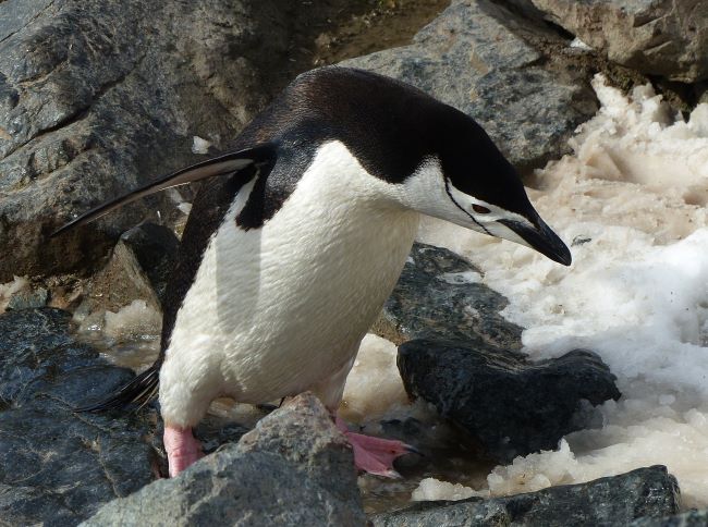 Un manchot à jugulaire en Antarctique. Photo de Danielle Q., janvier 2024