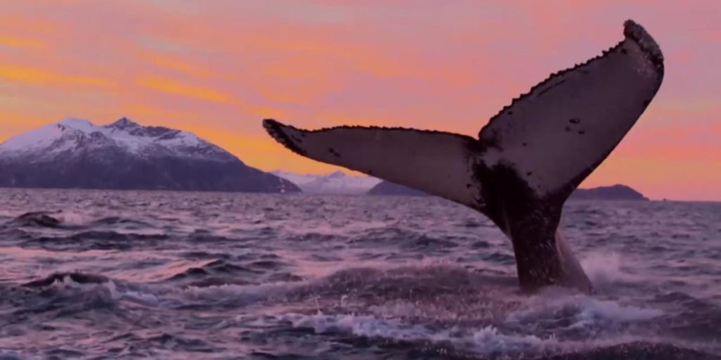 Baleine au large de tromso en Norvège arctique