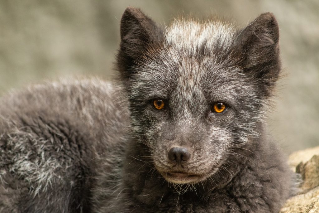Synonyme de top renard polaire