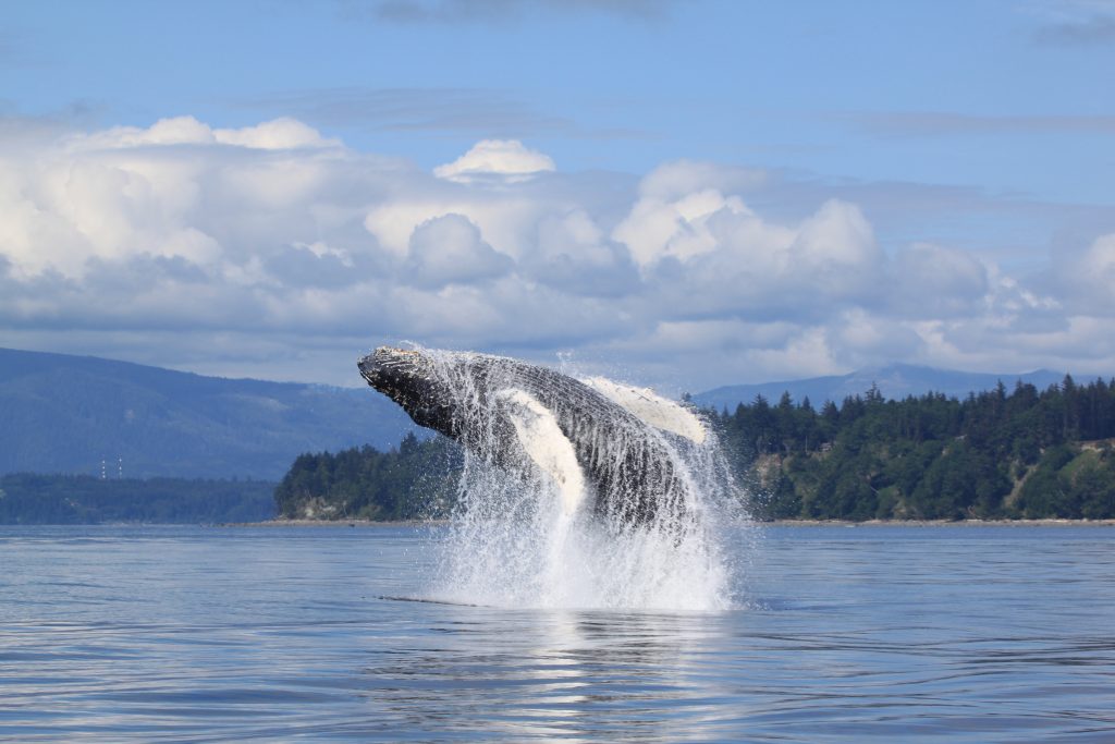 Baleine en Colombie-Britannique, Canada