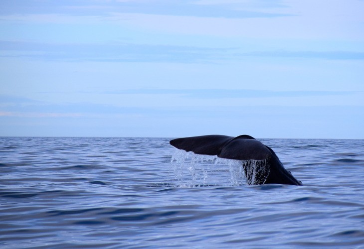 Queue de baleine hors de l'eau - Nord Espaces