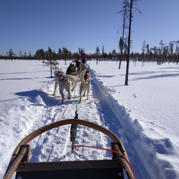 Traîneau à chiens en Laponie finlandaise - Photo Nord Espaces
