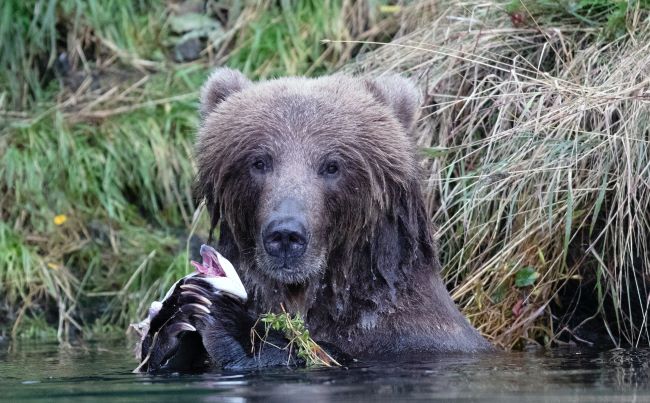 Déjeuner d'un ours brun en Alaska. Photo de Brent Jones / Unsplash