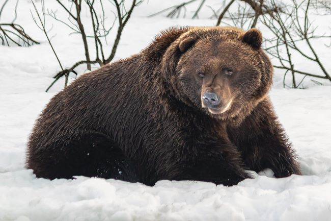 Un ours brun en Alaska. Photo de Brian Hiew / Unsplash