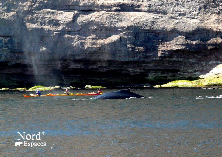 Baleines à l’île de Bonaventure en Gaspésie