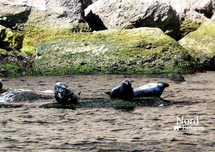 Phoques à l’île de Bonaventure en Gaspésie