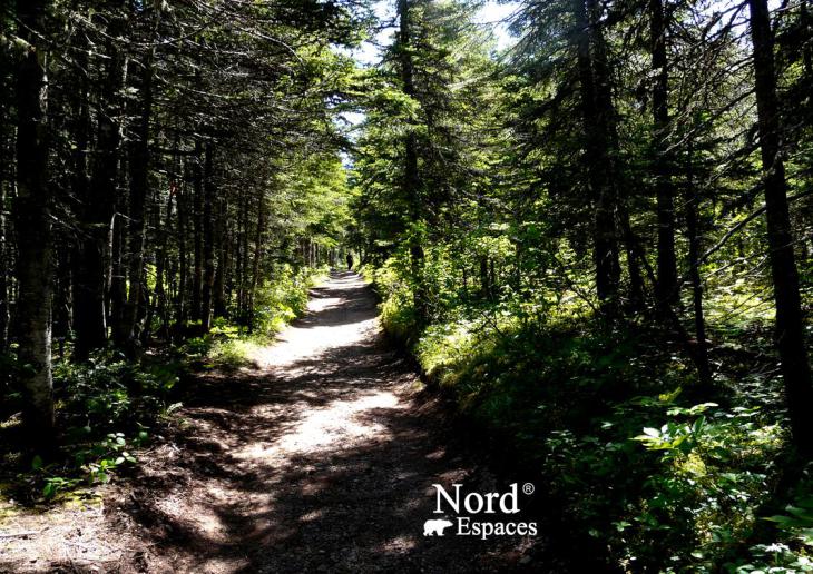 Chemin forestier de l'île de Bonaventure en Gaspésie