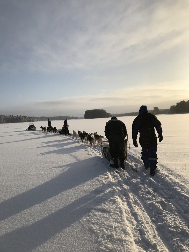 Traîneau à chiens à Kuhmo, Finlande