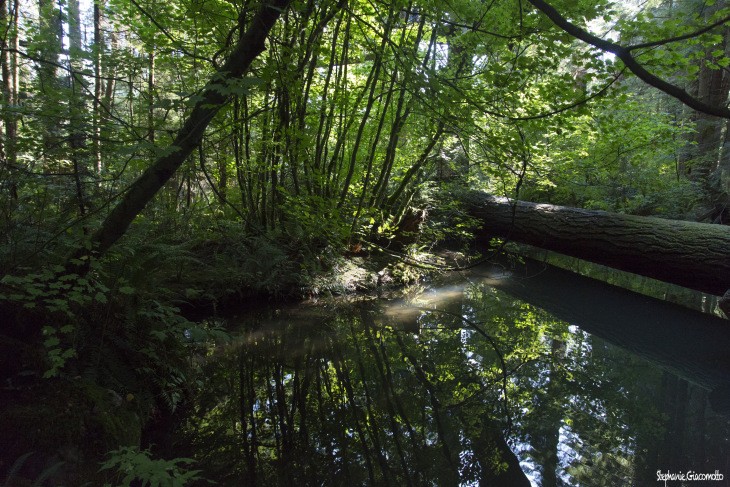 Forêt pluviale tempérée de North-Vancouver, Canada - Nord Espaces