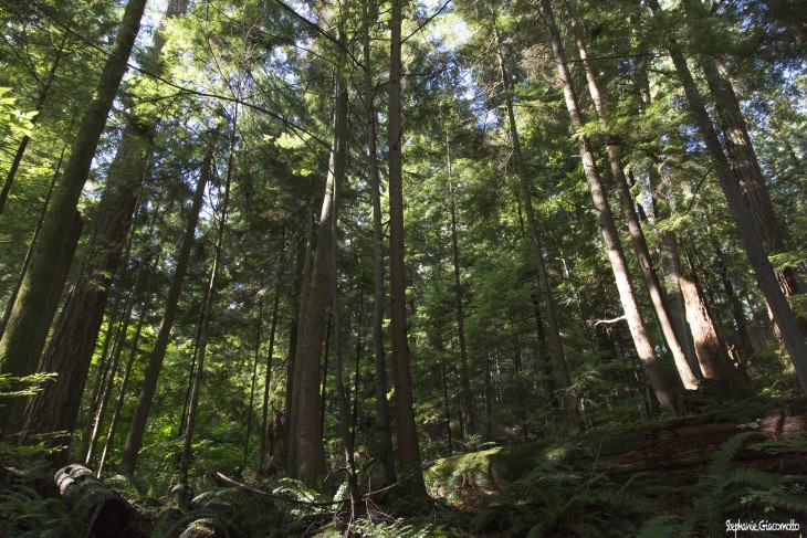 Forêt pluviale tempérée de North-Vancouver, Canada - Nord Espaces