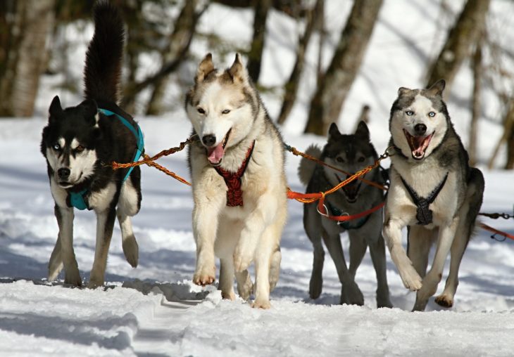 Traîneau à chien en Alaska