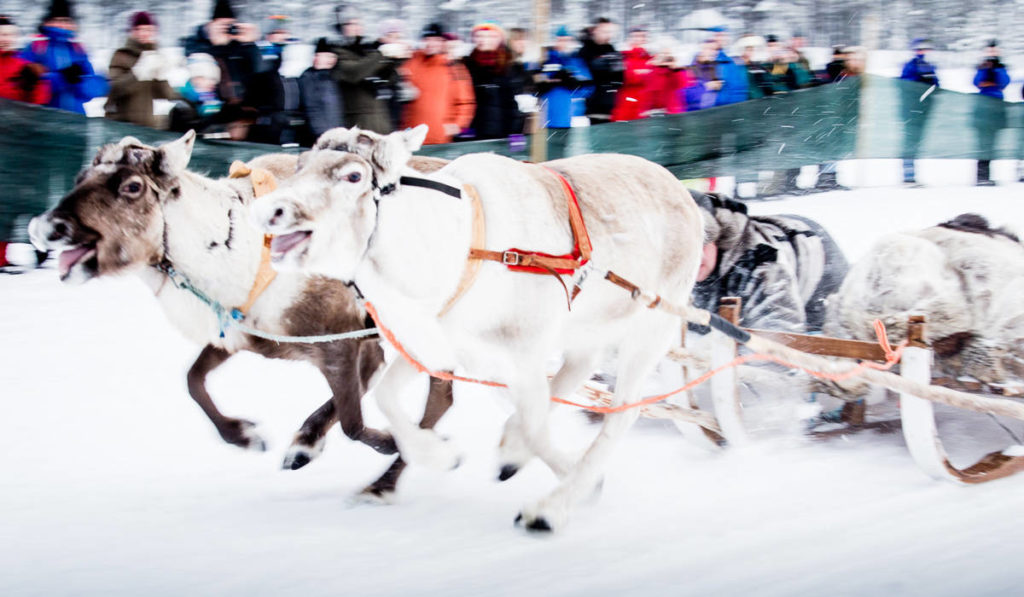 Course de rennes lors du marché d’hiver de Jokkmokk, Suède