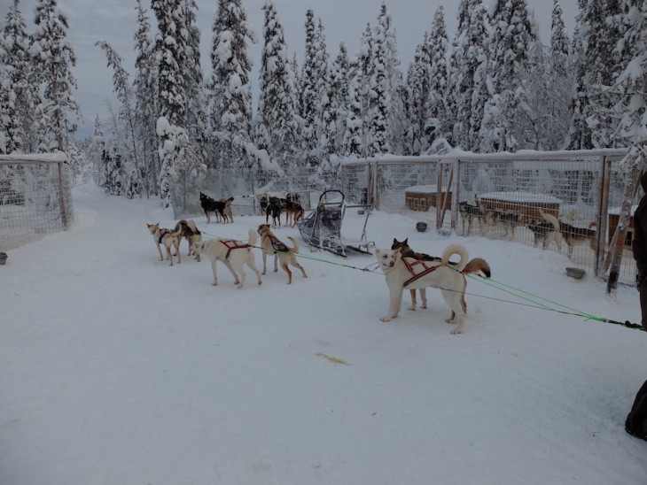 Traîneau à chiens en Laponie finlandaise - Nord Espaces