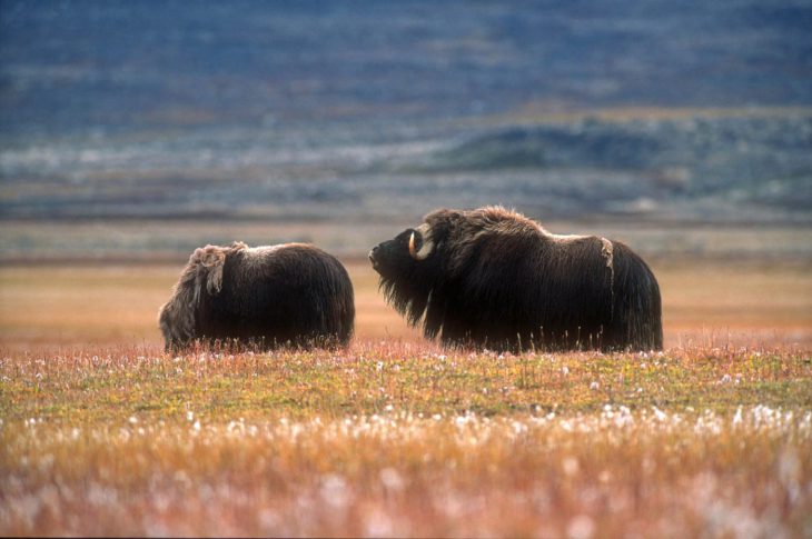 Bœufs musqués dans les environs de Kangerlussuaq, Groenland