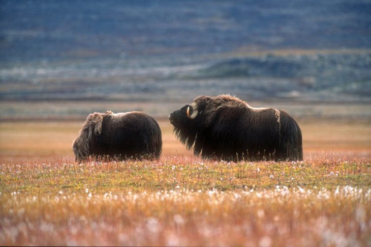 Bœufs musqués dans les environs de Kangerlussuaq, Groenland