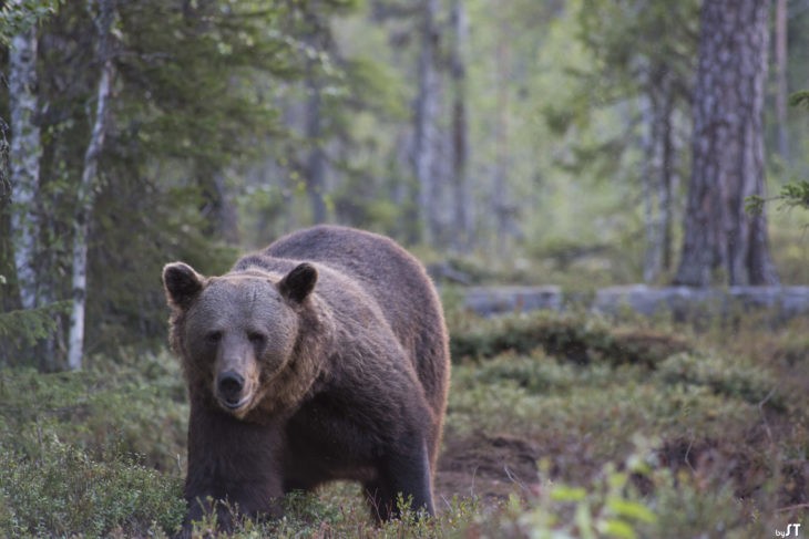 Ours à Kuhmo, Carélie finlandaise