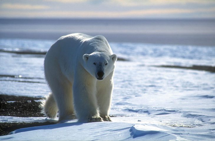 Ours polaire au Groenland