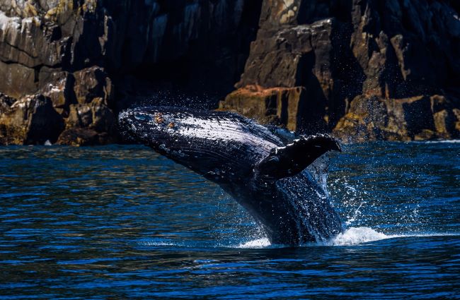 Approcher les baleines en Alaska. Photo de Sammy Wong / Unsplash
