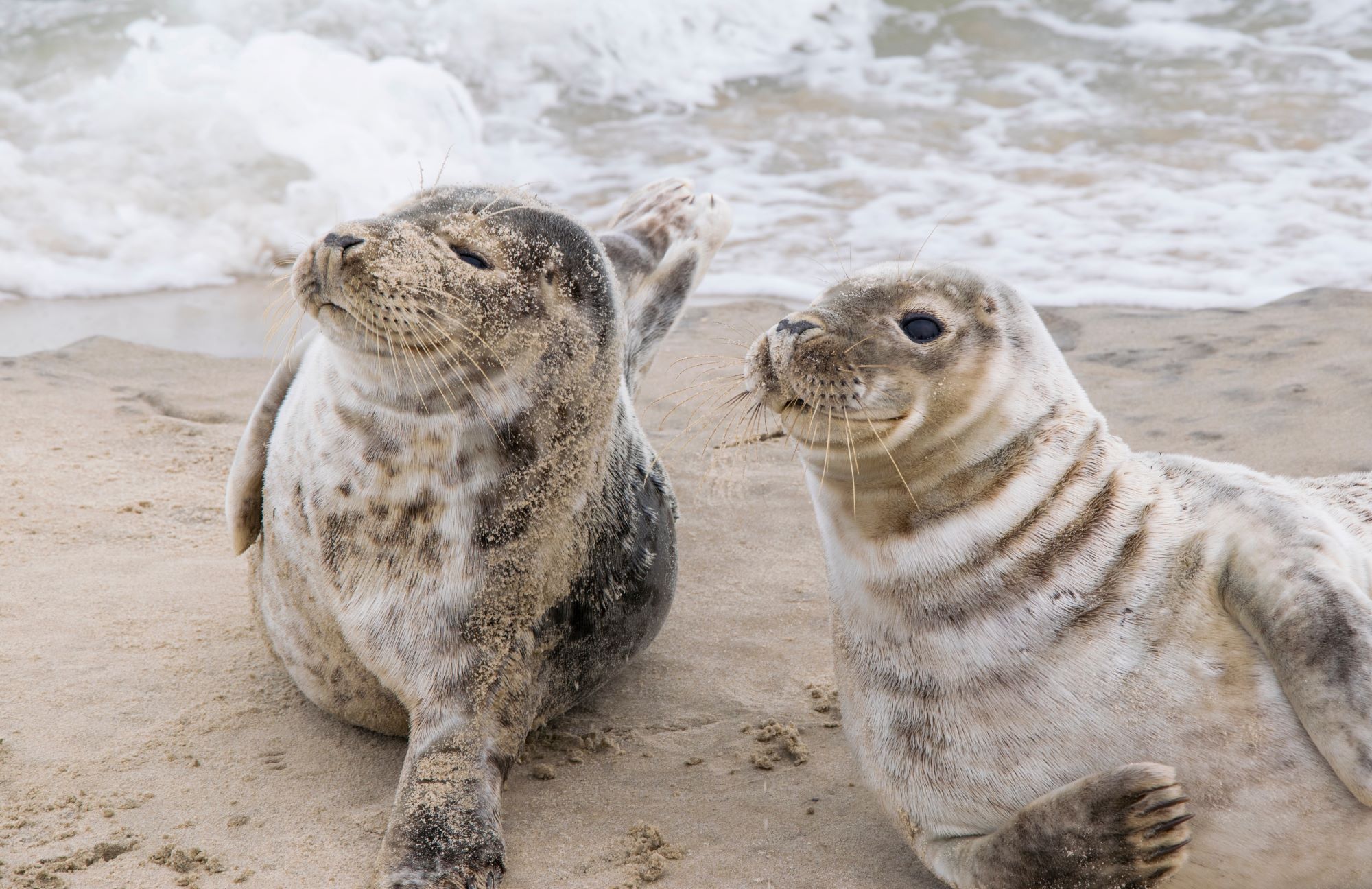 Phoques sur une plage près de Skagen, par Sevak