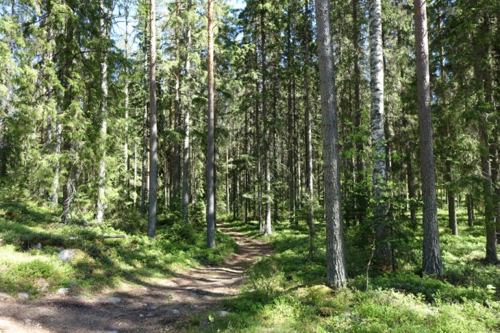 Hôtel dans la forêt boréale près de Kokkola, Finlande - Nord Espaces