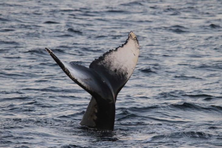 Une baleine en Norvège - Nord Espaces