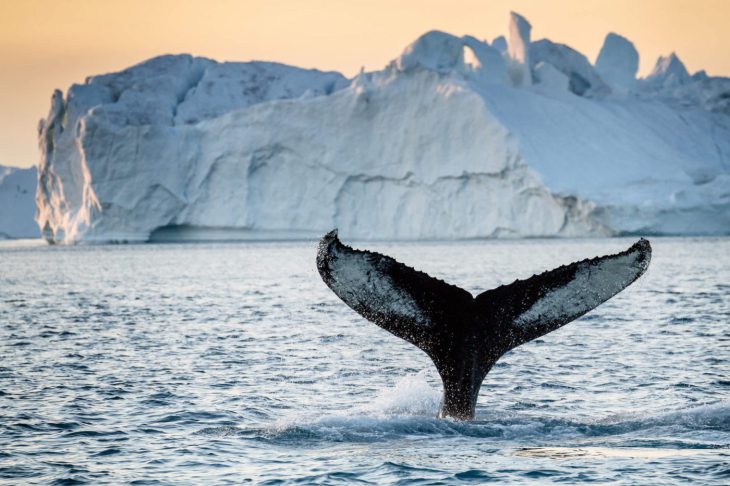 Baleine au Groenland
